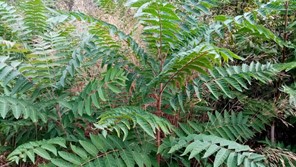 Ailanthus altissima - Žljezdasti pajasen
