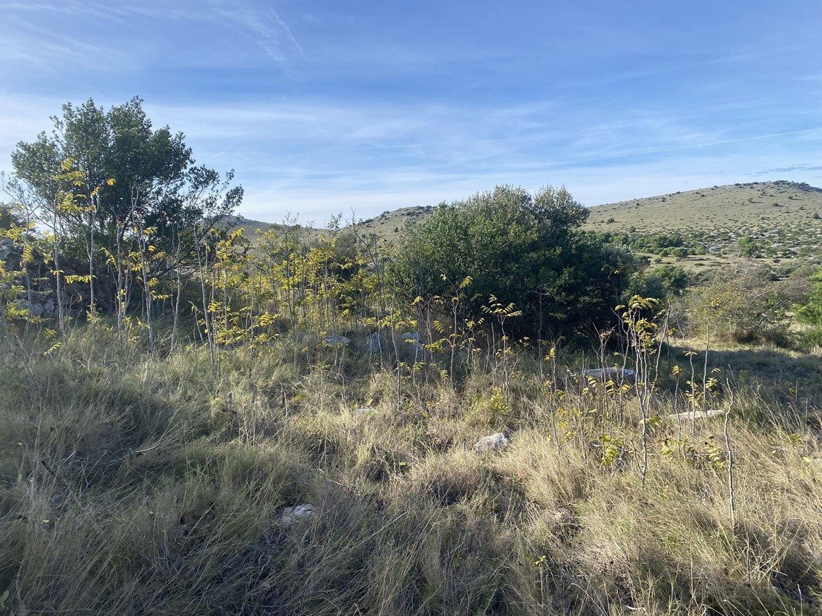 Pajasen u Čuh polju