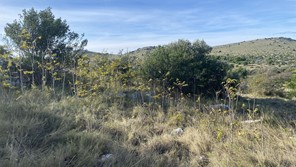 Pajasen u Čuh polju