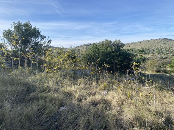 Pajasen u Čuh polju