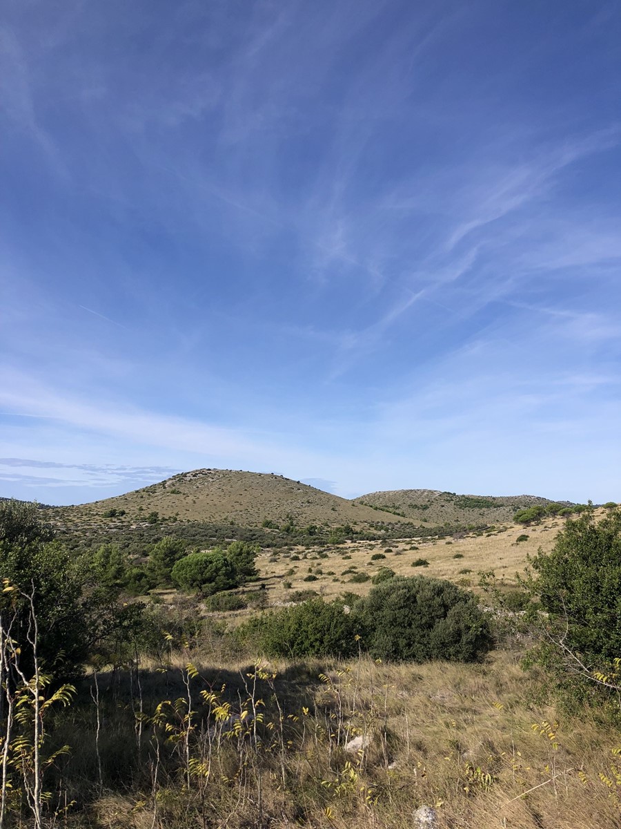 Pajasen u Čuh polju