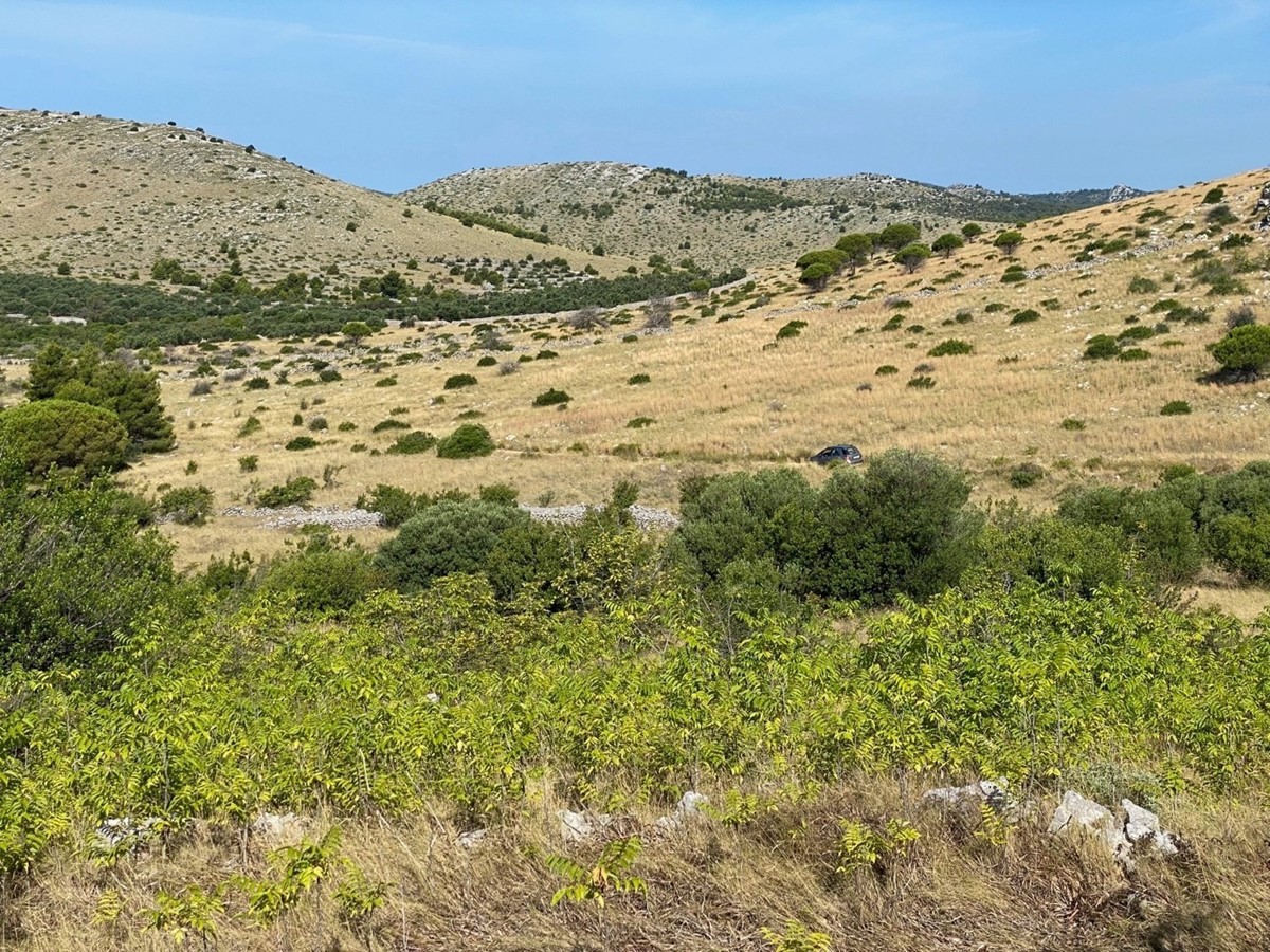 Pajasen u Čuh polju