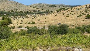 Pajasen u Čuh polju