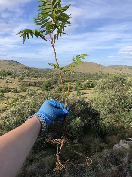 Ailanthus altissima - Žljezdasti pajasen