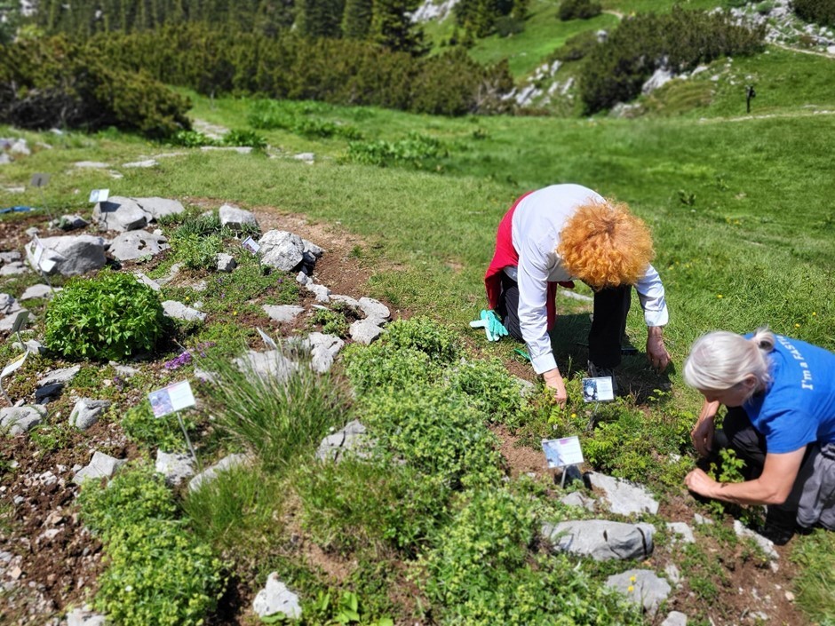 Njegovatelj planinskih biljaka