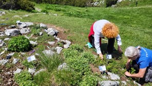 Njegovatelj planinskih biljaka