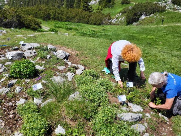 Njegovatelj planinskih biljaka