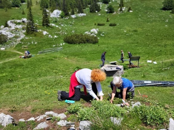 Njegovatelj planinskih biljaka