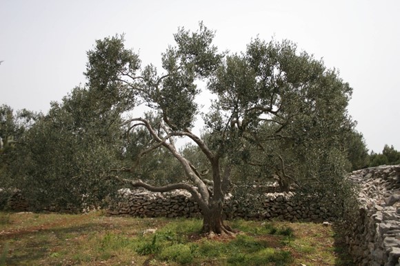 Olive Tree Cultivator and Dry Stone Wall Builder