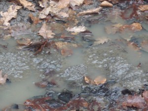 The Explorer of the Amphibians of Medvednica