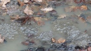 The Explorer of the Amphibians of Medvednica