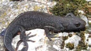 The Explorer of the Amphibians of Medvednica