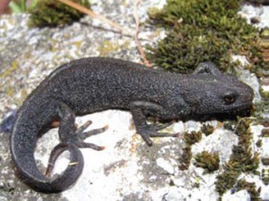 The Explorer of the Amphibians of Medvednica