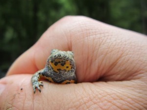 The Explorer of the Amphibians of Medvednica