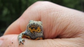 The Explorer of the Amphibians of Medvednica