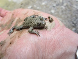 The Explorer of the Amphibians of Medvednica