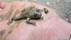 The Explorer of the Amphibians of Medvednica