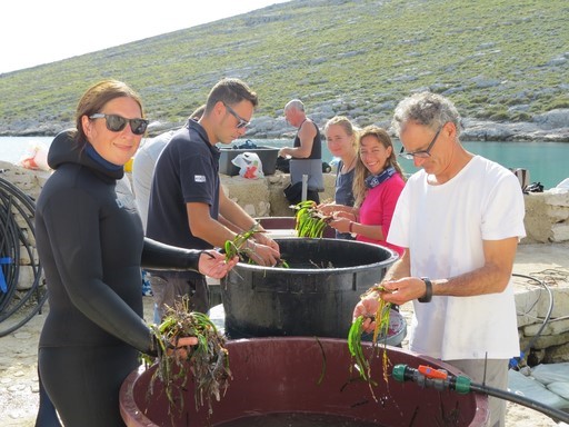 Presađivanje morske cvjetnice Posidonia oceanica u NP Kornati u sklopu projekta SASPAS