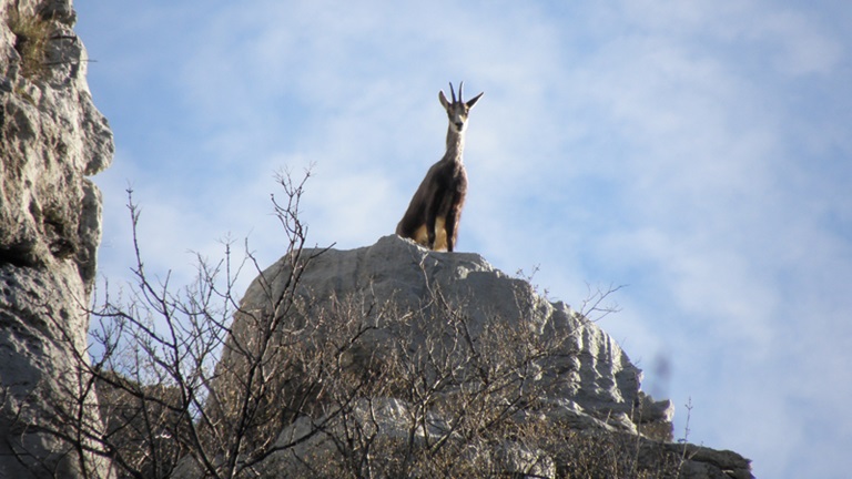 Promatranje životinja