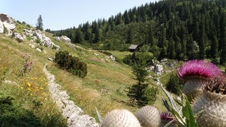 Velebitski botanički vrt