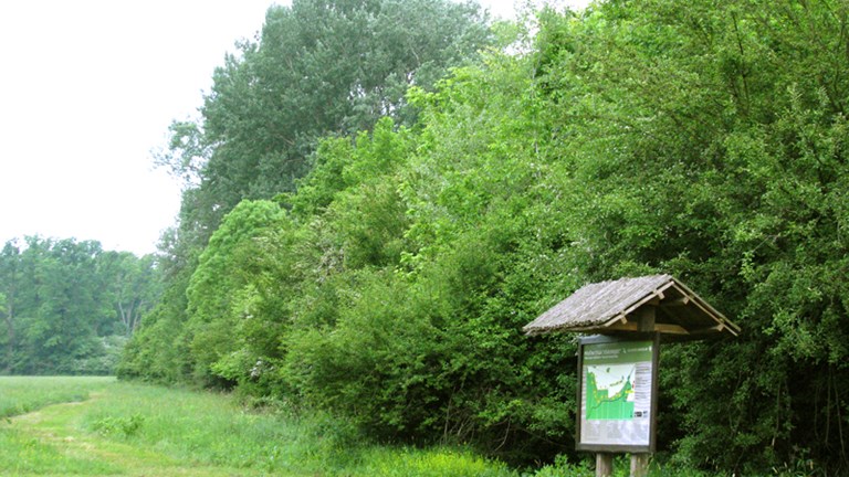 Poučna staza Stari brijest