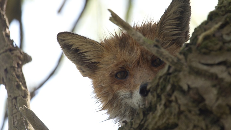 Promatranje životinja