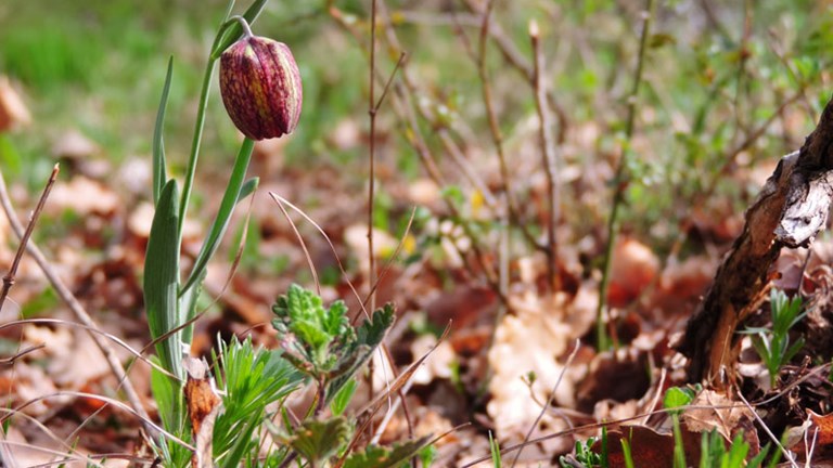 Botanička područja Turjak