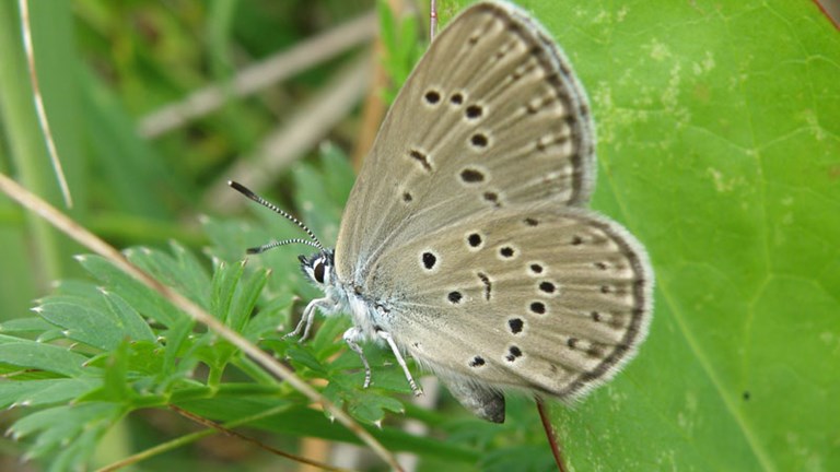 Stanište močvarnog plavca