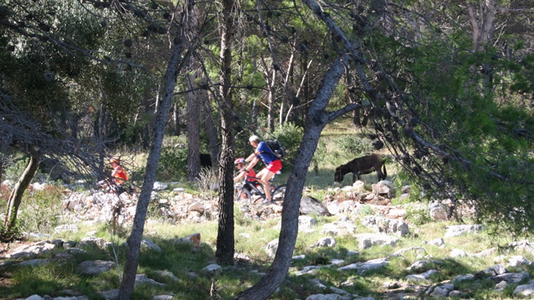 Promatranje životinja