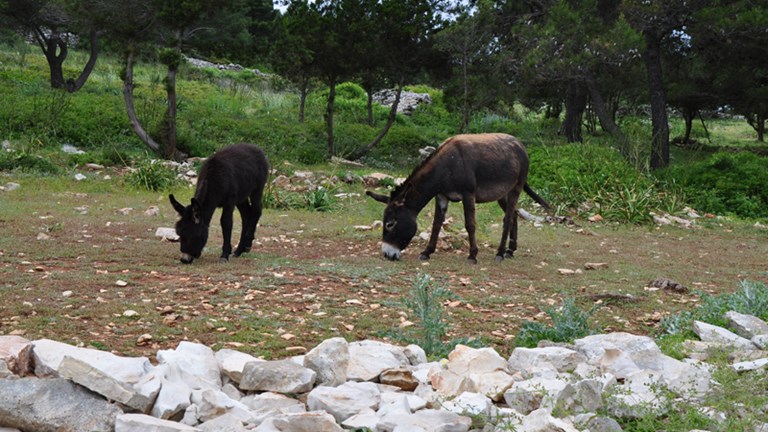 Utočište za magarce