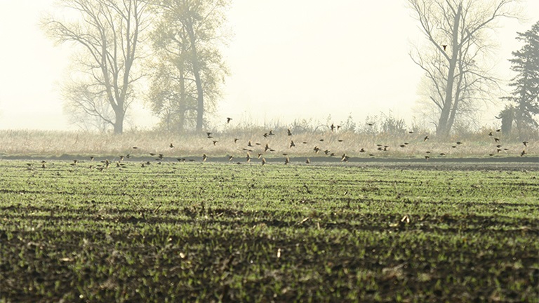 Promatranje životinja